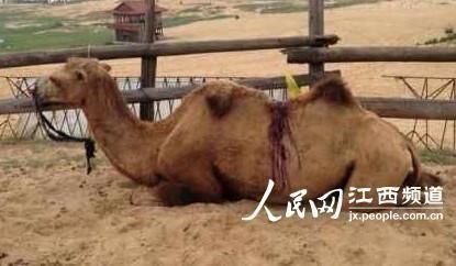 娱乐生活 第73页